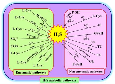 Hydrogen sulfide signaling in plant response to temperature stress